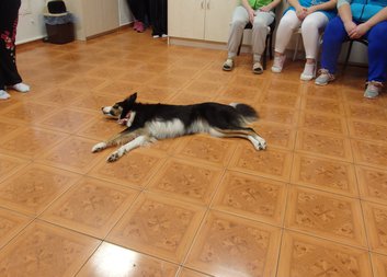 Vystoupení čtyřnohých kamarádů